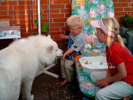 Samojedhund BAMSE. R.I.P (død 25/2 08 - Uhmmmm.... jeg elsker når de gir mig salat.. billede 10