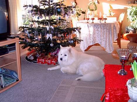 Samojedhund BAMSE. R.I.P (død 25/2 08 - Hehe... jeg ved hvor min julegave er, så jeg passer lige på den... billede 11
