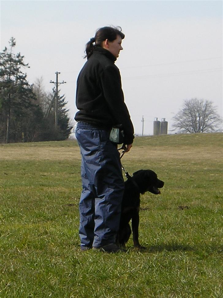 Rottweiler Shiba - Hvalpe træning billede 1