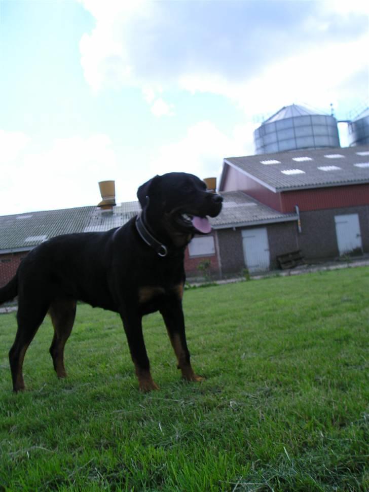 Rottweiler Shiba billede 2