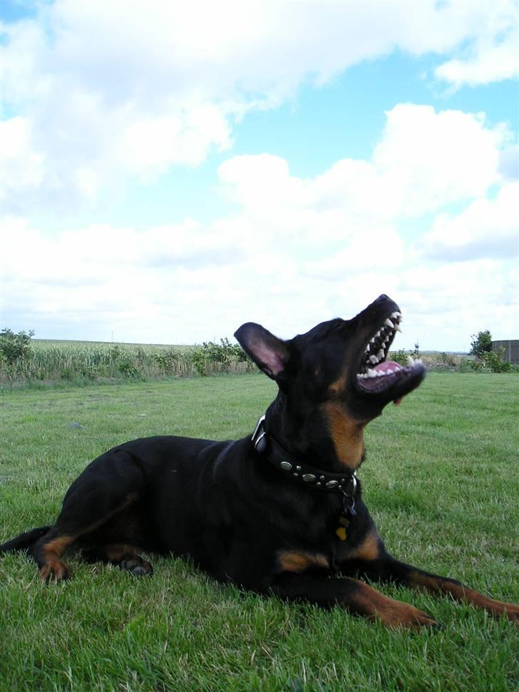 Rottweiler Shiba billede 3