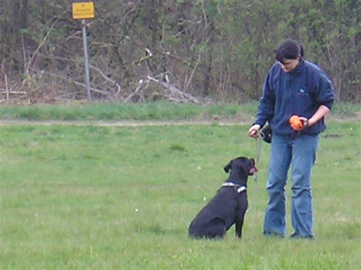 Rottweiler Shiba - Hvalpe træning billede 5
