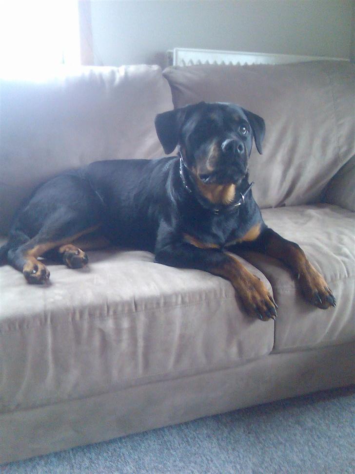 Rottweiler Shiba billede 6