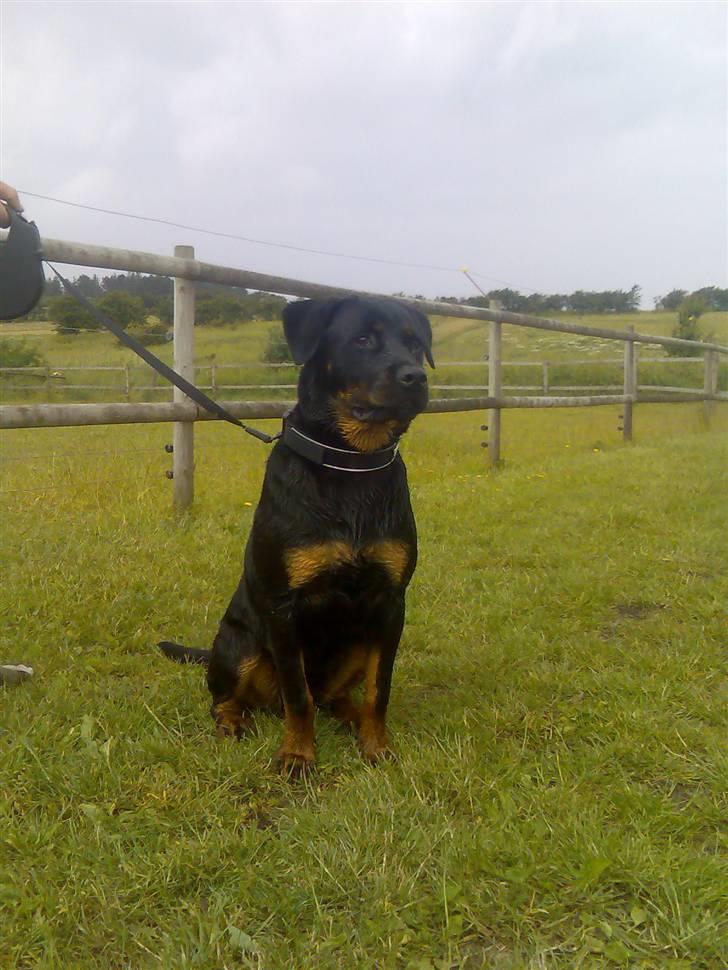 Rottweiler Shiba billede 7