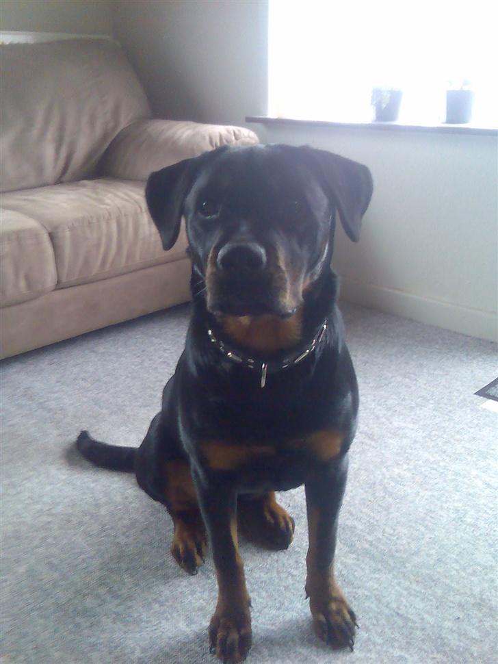 Rottweiler Shiba billede 8