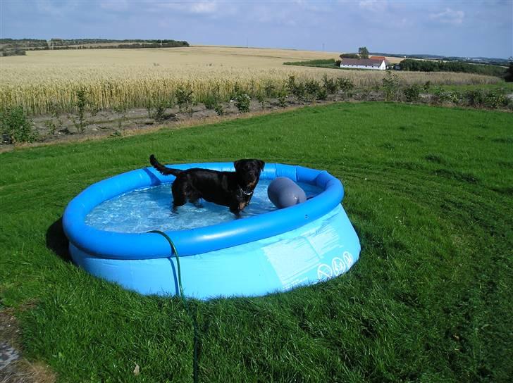 Rottweiler Shiba billede 9