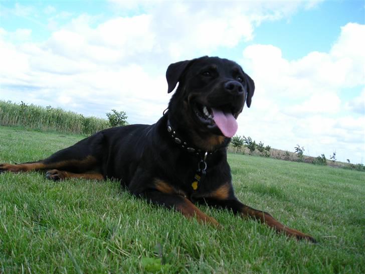 Rottweiler Shiba billede 10