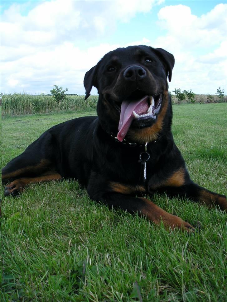 Rottweiler Shiba billede 11