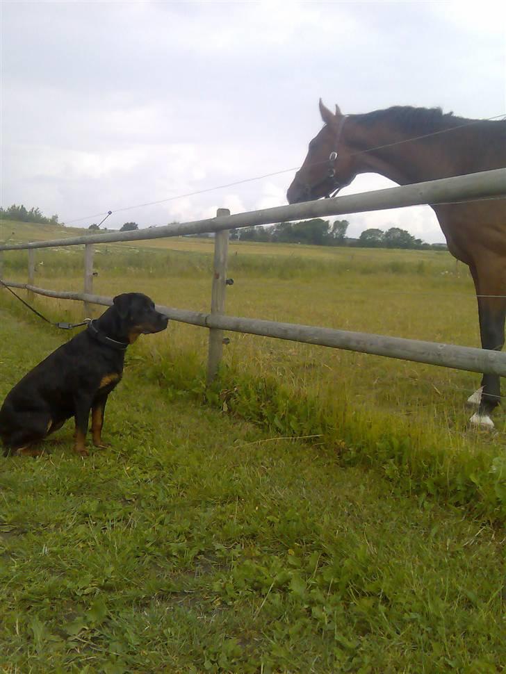 Rottweiler Shiba billede 12