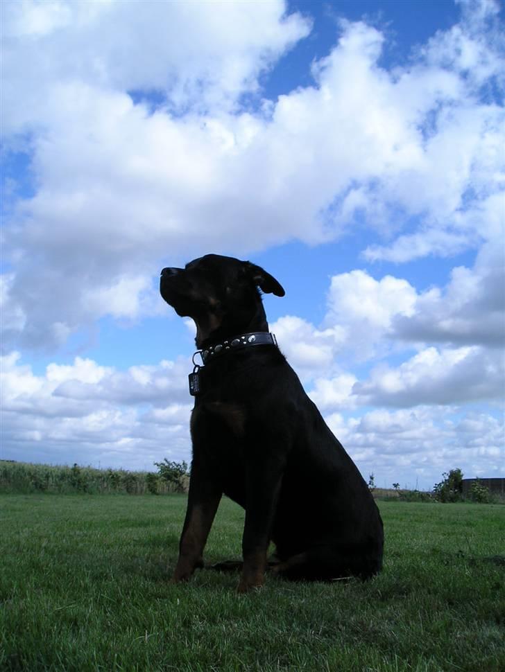 Rottweiler Shiba billede 14