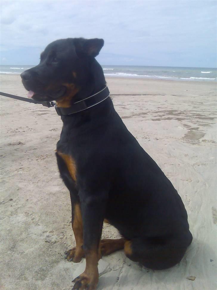 Rottweiler Shiba billede 15