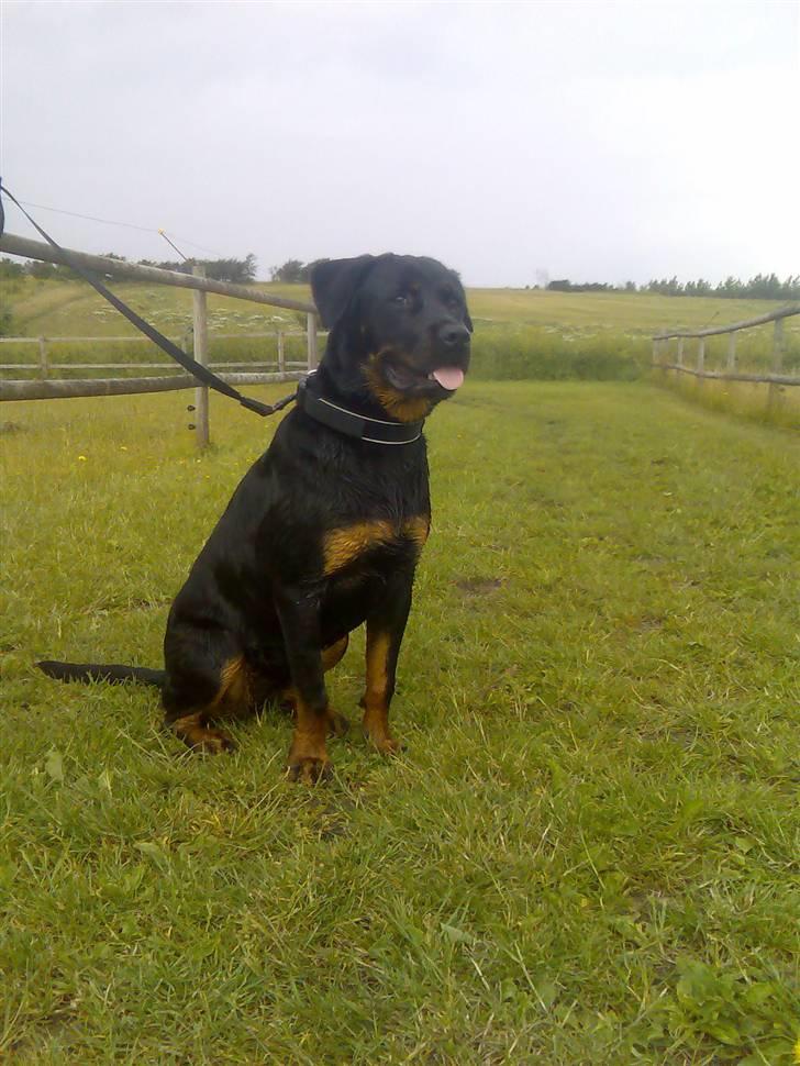Rottweiler Shiba billede 16