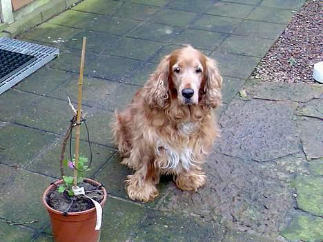 Cocker spaniel Dumbo - fotomodel , lol  billede 1