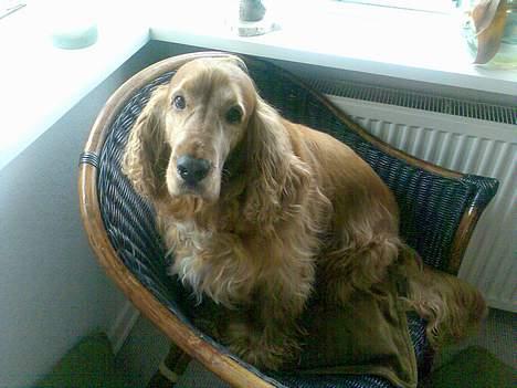 Cocker spaniel Dumbo - dumbos yndlings stol :D billede 2
