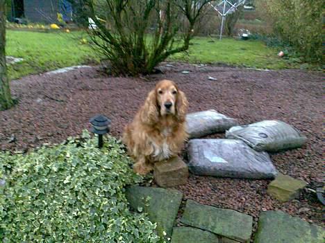 Cocker spaniel Dumbo - i haven billede 3