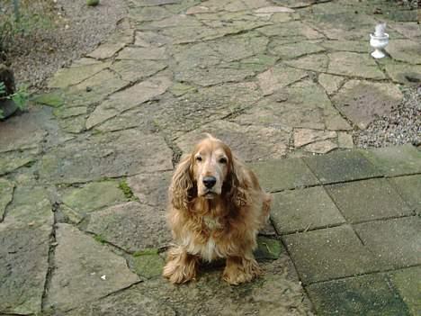 Cocker spaniel Dumbo - smil til fotografen billede 4
