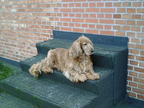 Cocker spaniel Dumbo - huset skal altid bevogtes :) billede 5