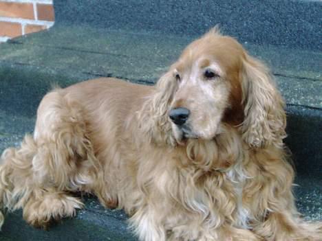 Cocker spaniel Dumbo - en lille model ;) billede 6