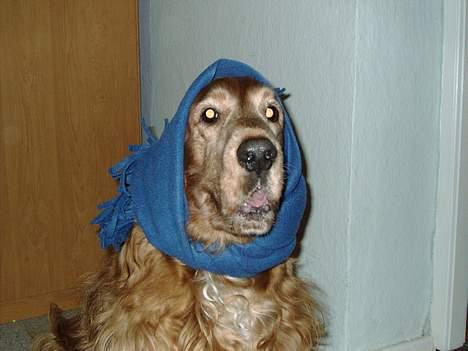 Cocker spaniel Dumbo - ingen diskrimination !!  sjov og spas med dumbo , læg mærke til hans ansigts udtryk :D  billede 7