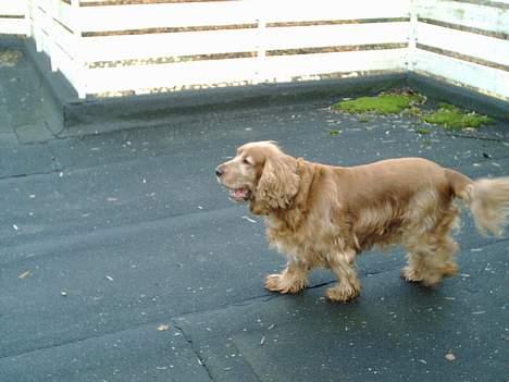 Cocker spaniel Dumbo - her bestemmer jeg !!! pas på !! billede 8