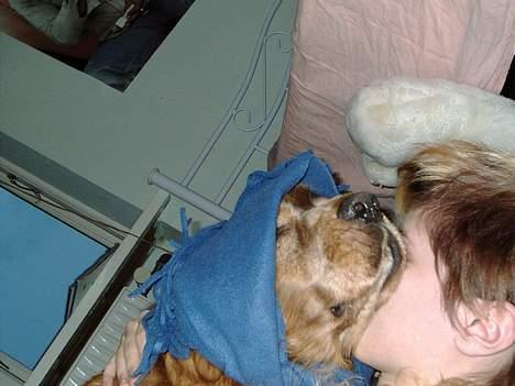 Cocker spaniel Dumbo - søskende kærlighed :) billede 9