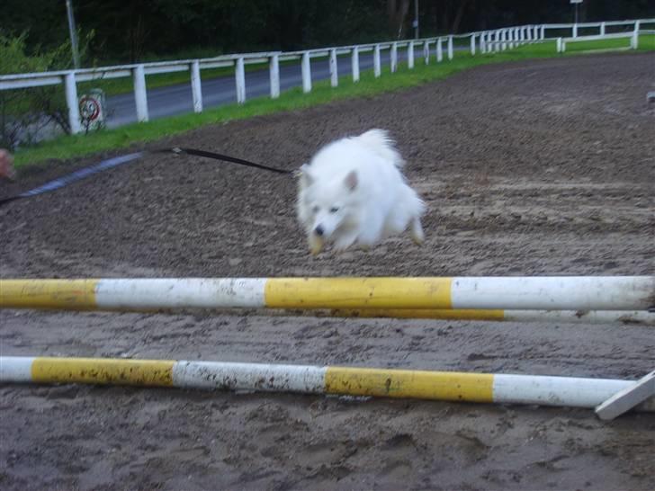 Dansk Spids Oscar - undskyld kvalitet, her springer han 40cm. billede 6