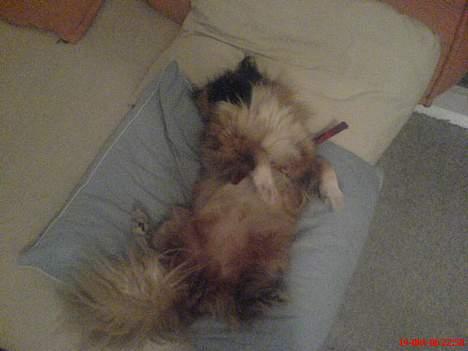 Pekingeser Mille >> Fars Trunte<< billede 15