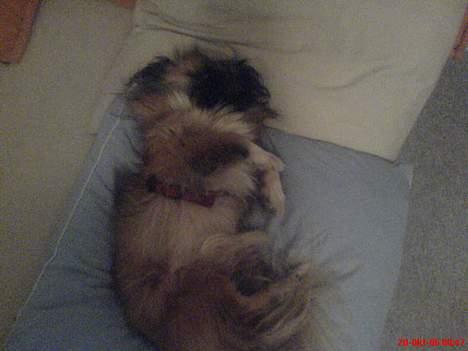 Pekingeser Mille >> Fars Trunte<< billede 16