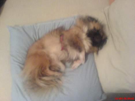 Pekingeser Mille >> Fars Trunte<< billede 17