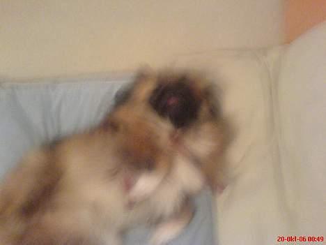 Pekingeser Mille >> Fars Trunte<< billede 18