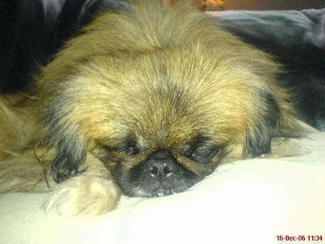 Pekingeser Mille >> Fars Trunte<< billede 19