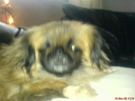 Pekingeser Mille >> Fars Trunte<< billede 20
