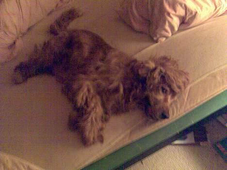 Cocker spaniel Dumbo - man flader ud efter en hård dag ude i haven :) billede 10