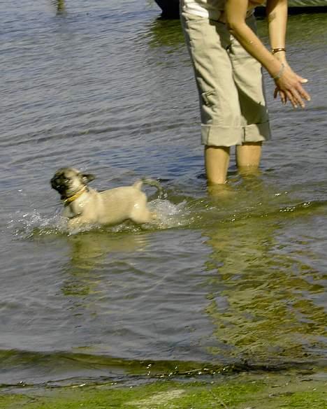 Mops Mulle - Jeg savner min mor... hun lever desværre ikke længere... men her er vi ude og bade... snøft snøft... billede 6