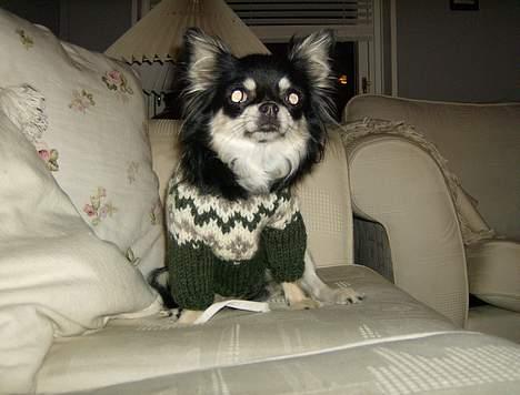 Chihuahua Misha billede 1