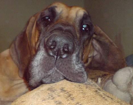 Grand danois Kørup´s Beth Hart billede 15