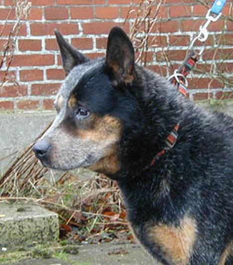 Australsk cattledog Gizmo  billede 9
