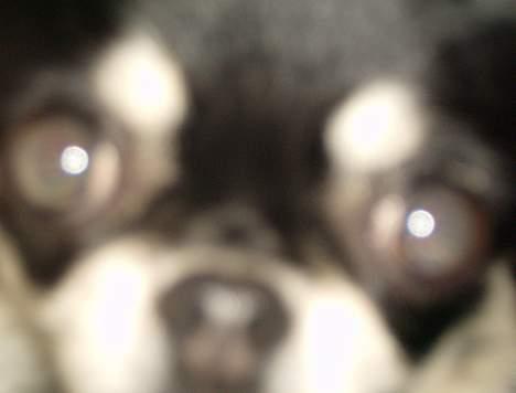 Chihuahua Misha billede 2