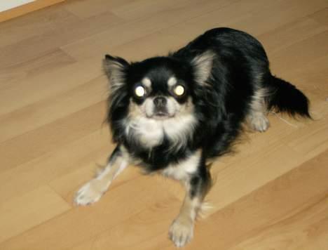 Chihuahua Misha billede 3