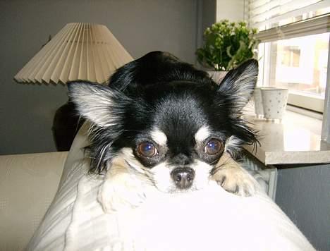 Chihuahua Misha billede 4