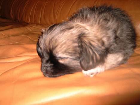 Pekingeser Kaiser billede 1