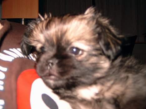 Pekingeser Kaiser billede 2