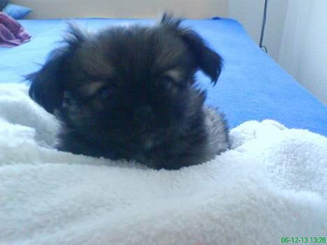 Pekingeser Kaiser billede 3