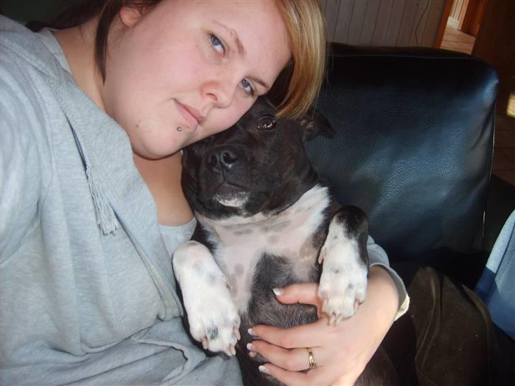 Staffordshire bull terrier Zizou - Hygger med min mor ...  billede 9