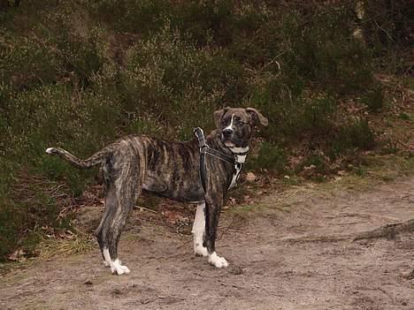 Amerikansk bulldog Boris - en tur i hundeskoven om formiddagen den 24/12 06 billede 9