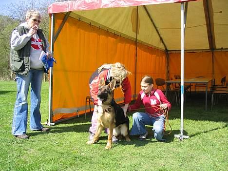 Schæferhund Slottet's Version Of Life - Chelsea og hendes lille fanklub *gg* som lille vapper ....... billede 17
