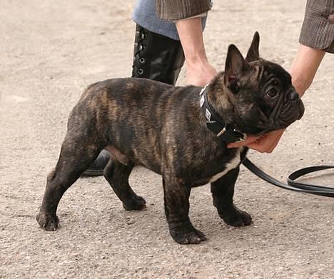 Fransk bulldog Chef D Òeuvre  ( Louis ) billede 11