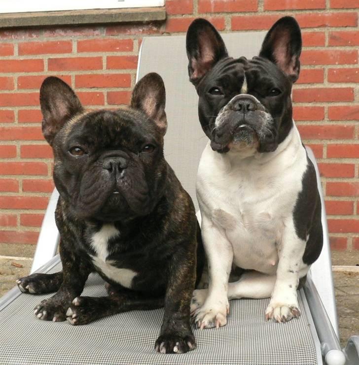 Fransk bulldog Chef D Òeuvre  ( Louis ) - Nyt....28-8-2007   Mig Louis og min skønne søster Carla. billede 12