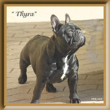 Fransk bulldog Chef D Òeuvre  ( Louis ) - Louis mormor... Dauløkke`s Nordique Haut-Couture kaldenavn Thyra billede 13