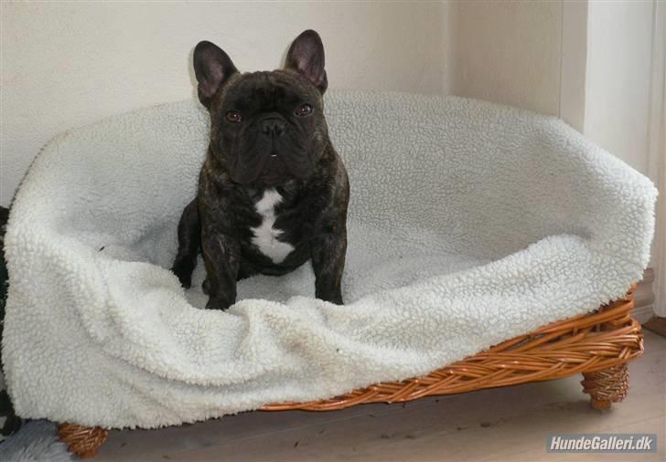 Fransk bulldog Chef D Òeuvre  ( Louis ) - Louis elsker hans sofa billede 14